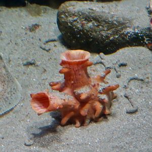 Tunicate sp.