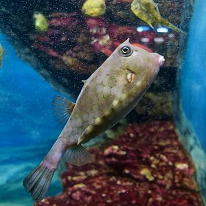 Roundbelly Cowfish (Lactoria diaphana)