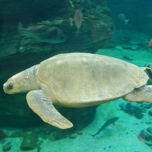 Olive Ridley (Lepidochelys olivacea)