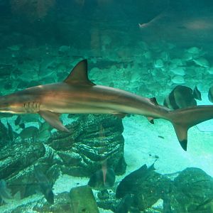 Spinner Shark (Carcharhinus brevipinna)