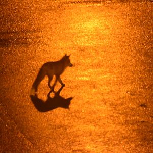 London fox in the streetlights