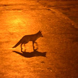 London fox in the streetlights