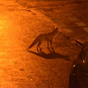 London fox in the streetlights crossing the road