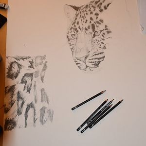 Amur leopard drawing in progress A1 size