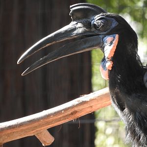 Abyssinian Ground Hornbill