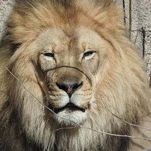 Lion portrait