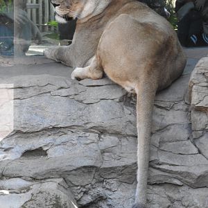 Lioness with onlookers