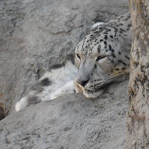 Coconut the Snow Leopard