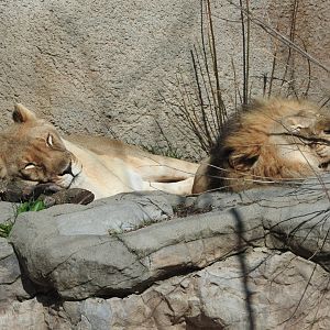 Lazy Lions