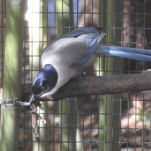 Azure-winged Magpie