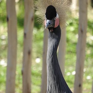 Black-crowned Crane