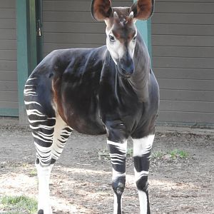 Okapi