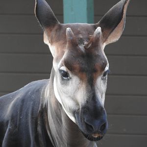 Okapi portrait