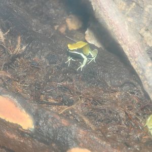 Green Mantella