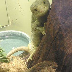 Prehensile-tailed Skink