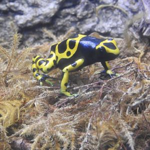Orange & Black Poison Frog