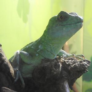 Green Basilisk