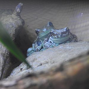 Amazon Milk Frogs