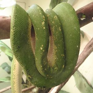 Poor-looking Green Tree Python