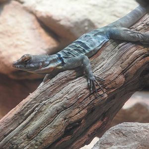Baja Blue Rock Lizard