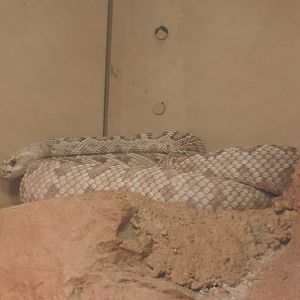 Catalina Island Rattlesnake