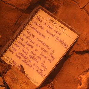Keeper notes for Catalina Island Rattlesnake