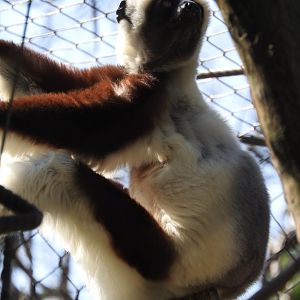 Coquerel's Sifaka