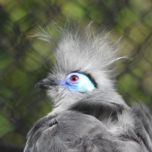 Crested Coua