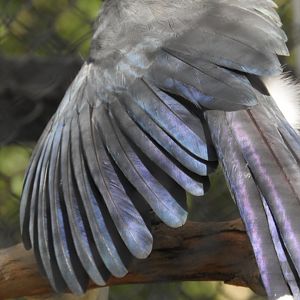 Coua iridescence