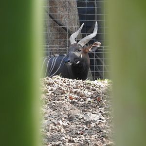 Bongo through Bamboo