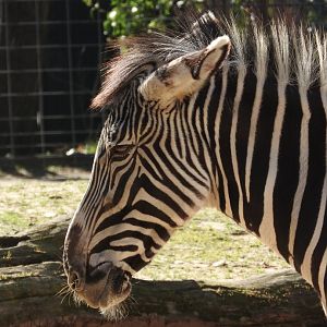 Grevy's Zebra