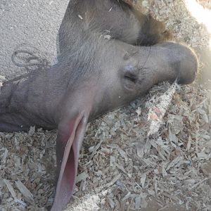 Dozing Aardvark