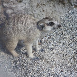Meerkat