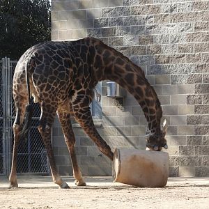 Giraffe Playtime
