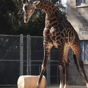 Giraffe about to kick the drum