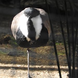 Spur-winged Lapwing