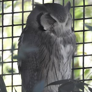 Southern White-faced Owl