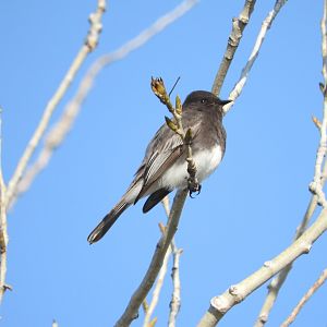 Black Phoebe