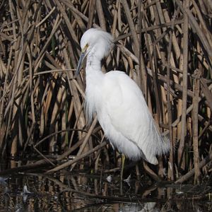 Snowy Egret