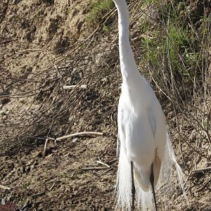 Great Egret
