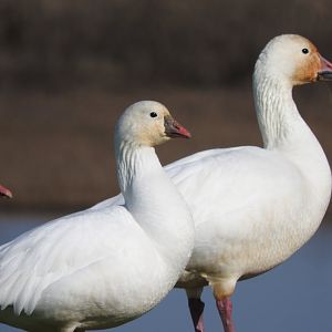 Snow Goose vs Ross's Goose