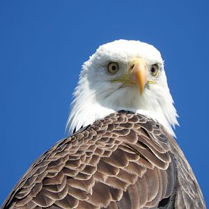 Condescending Eagle