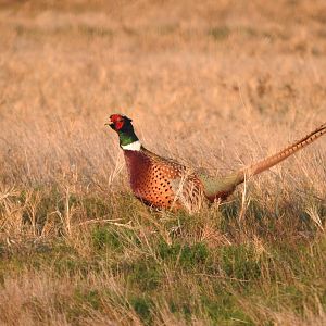 Ring-necked Pheasant