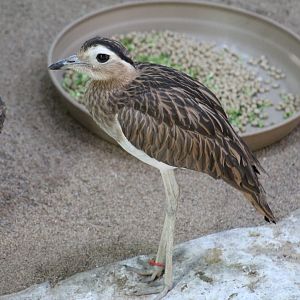 Double-Striped Thick-Knee