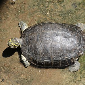 Yellow-Headed Temple Turtle