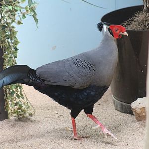 Siamese Fireback