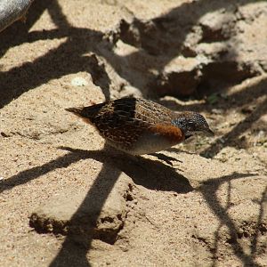 Madagascar Buttonquail