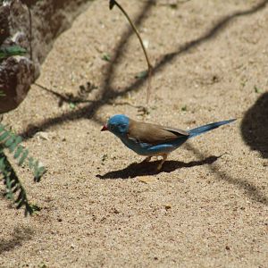 Blue-Capped Cordon-Bleu