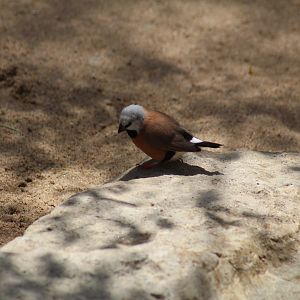 Black-Throated Finch