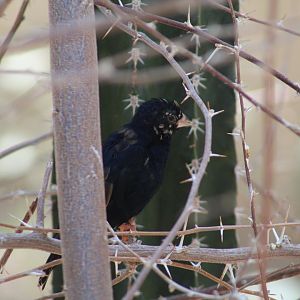 Village Indigobird